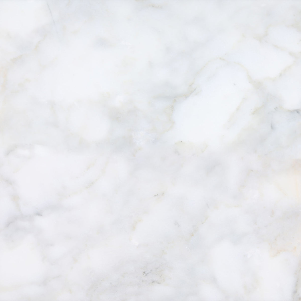 Calacatta Vida Honed 24'' x 24''  x 1/2'' Field Tile
