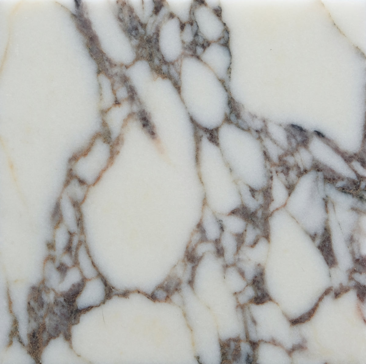 Calacatta Viola Honed 4'' x 4''  x 3/8'' Field Tile