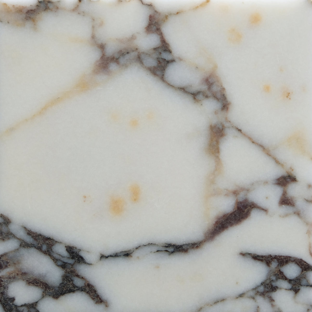 Calacatta Viola Honed 4'' x 4''  x 3/8'' Field Tile