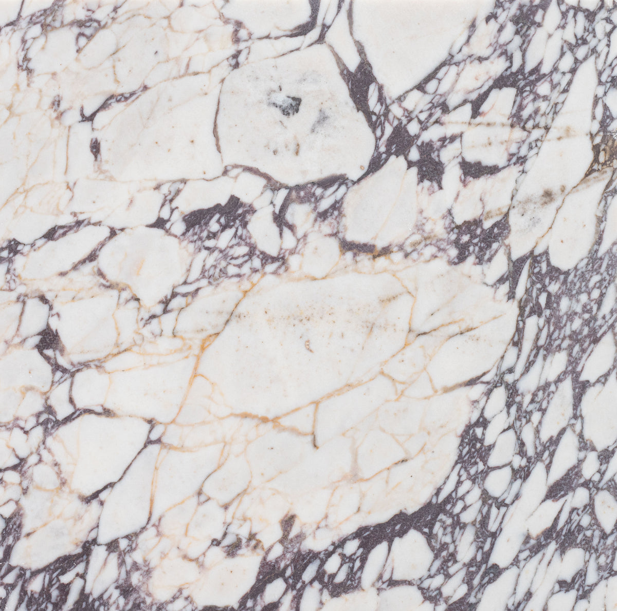 Calacatta Viola Honed 18'' x 18''  x 1/2'' Field Tile