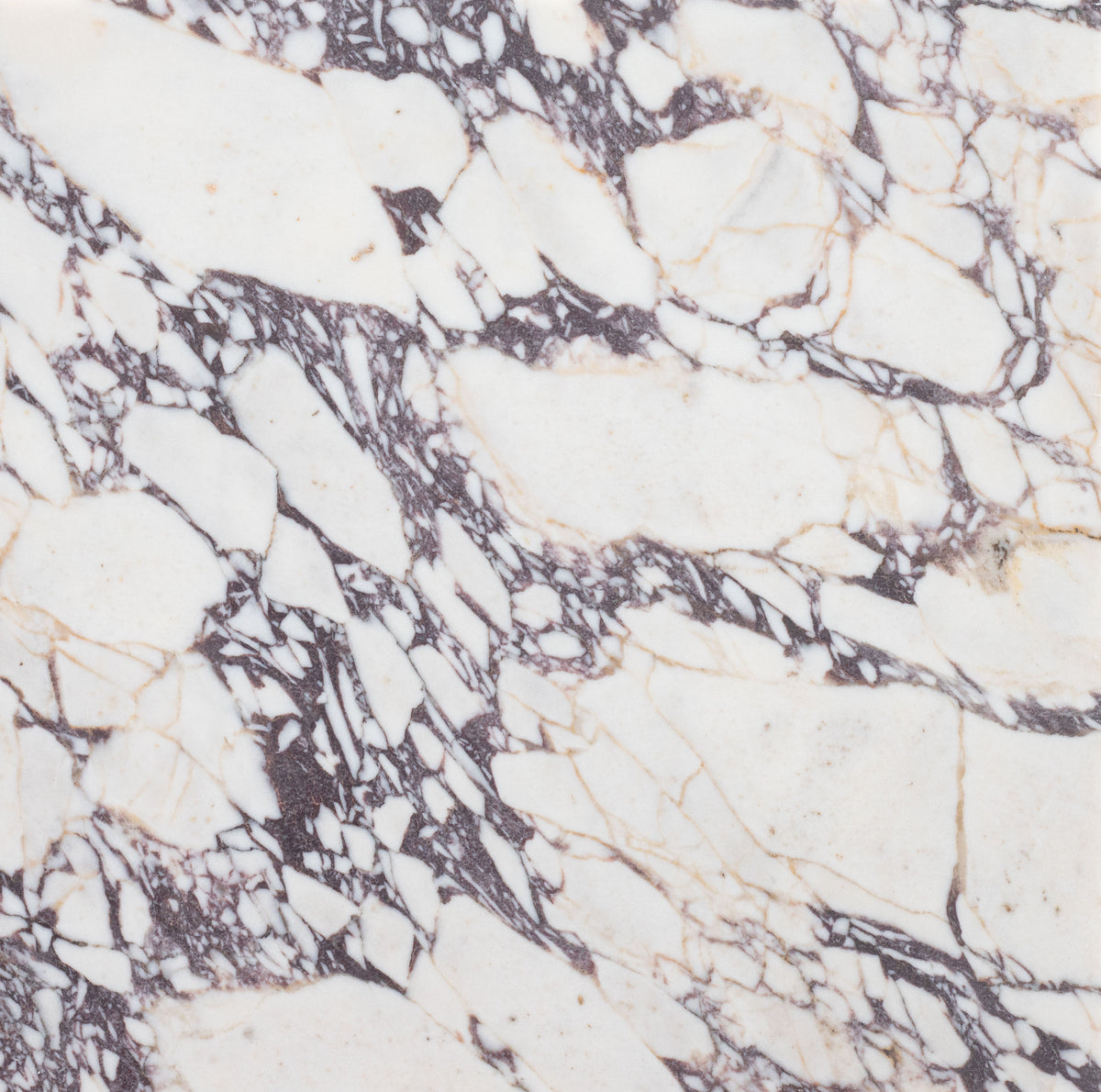 Calacatta Viola Honed 18'' x 18''  x 1/2'' Field Tile