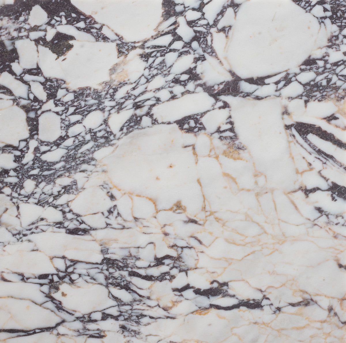 Calacatta Viola Honed 18'' x 18''  x 1/2'' Field Tile
