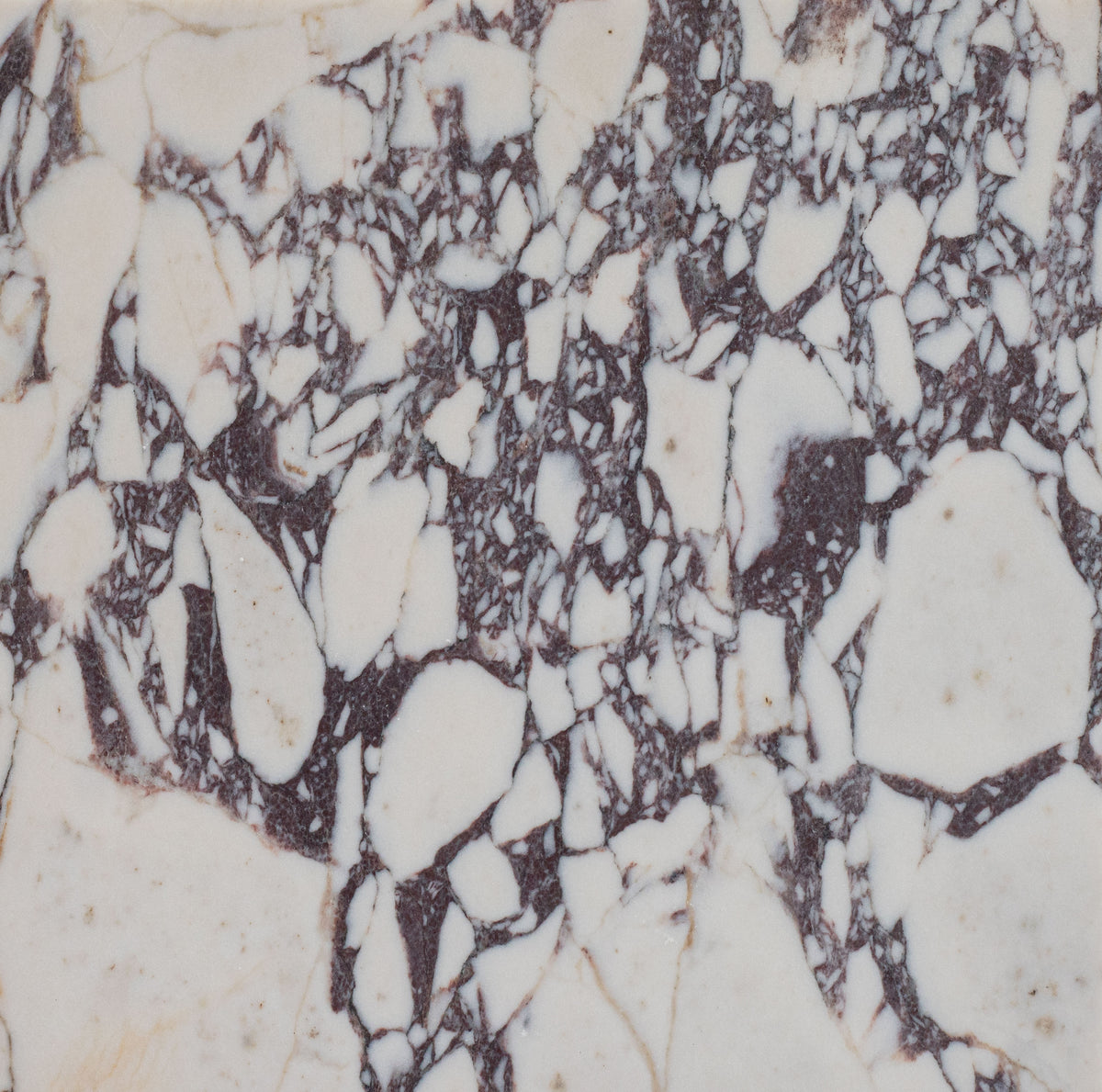 Calacatta Viola Honed 12'' x 12''  x 3/8'' Field Tile