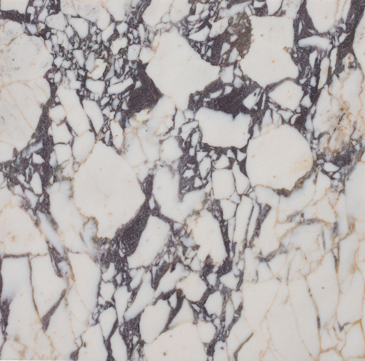 Calacatta Viola Honed 12'' x 12''  x 3/8'' Field Tile