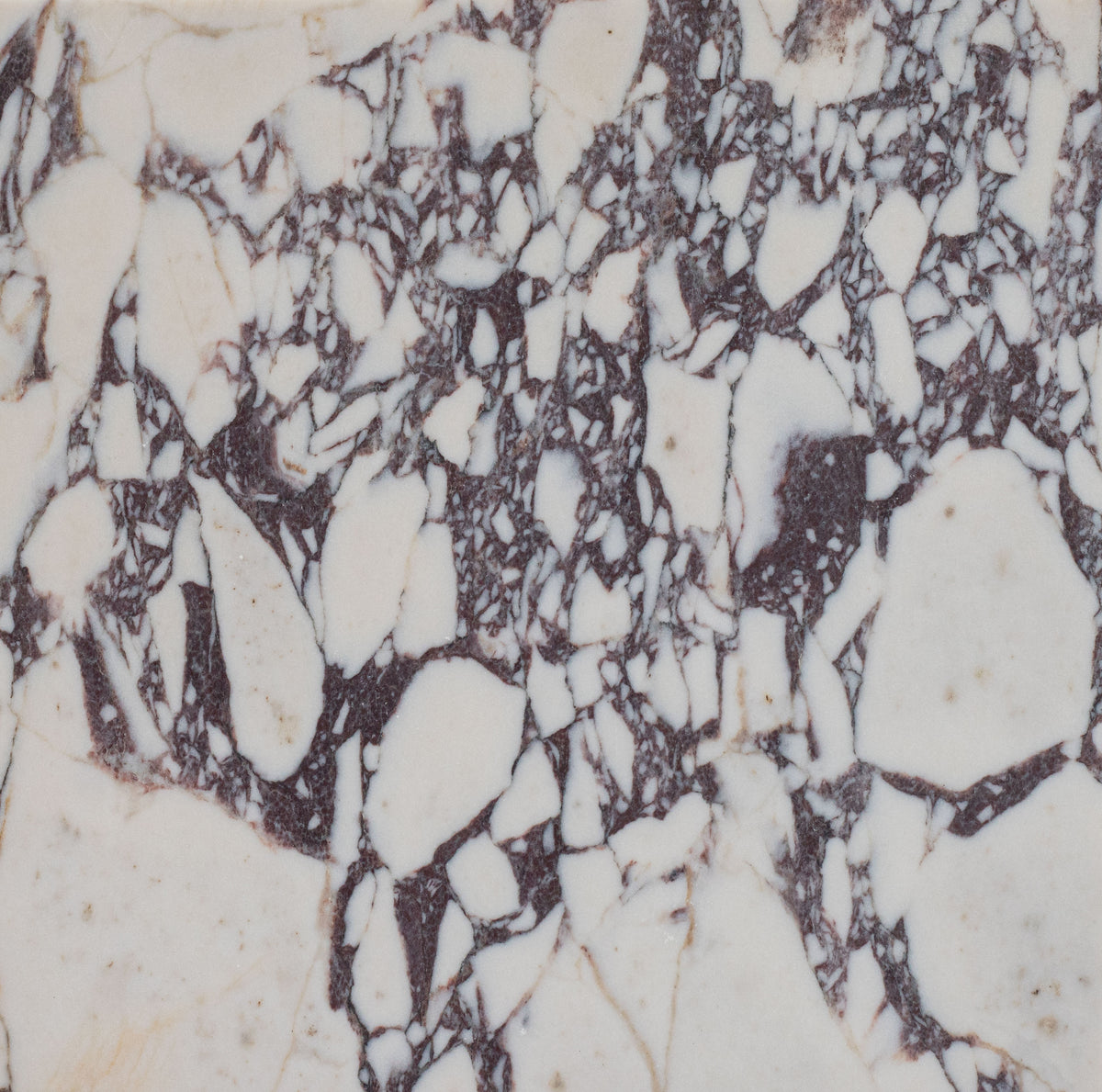 Calacatta Viola Honed 12'' x 12''  x 3/8'' Field Tile