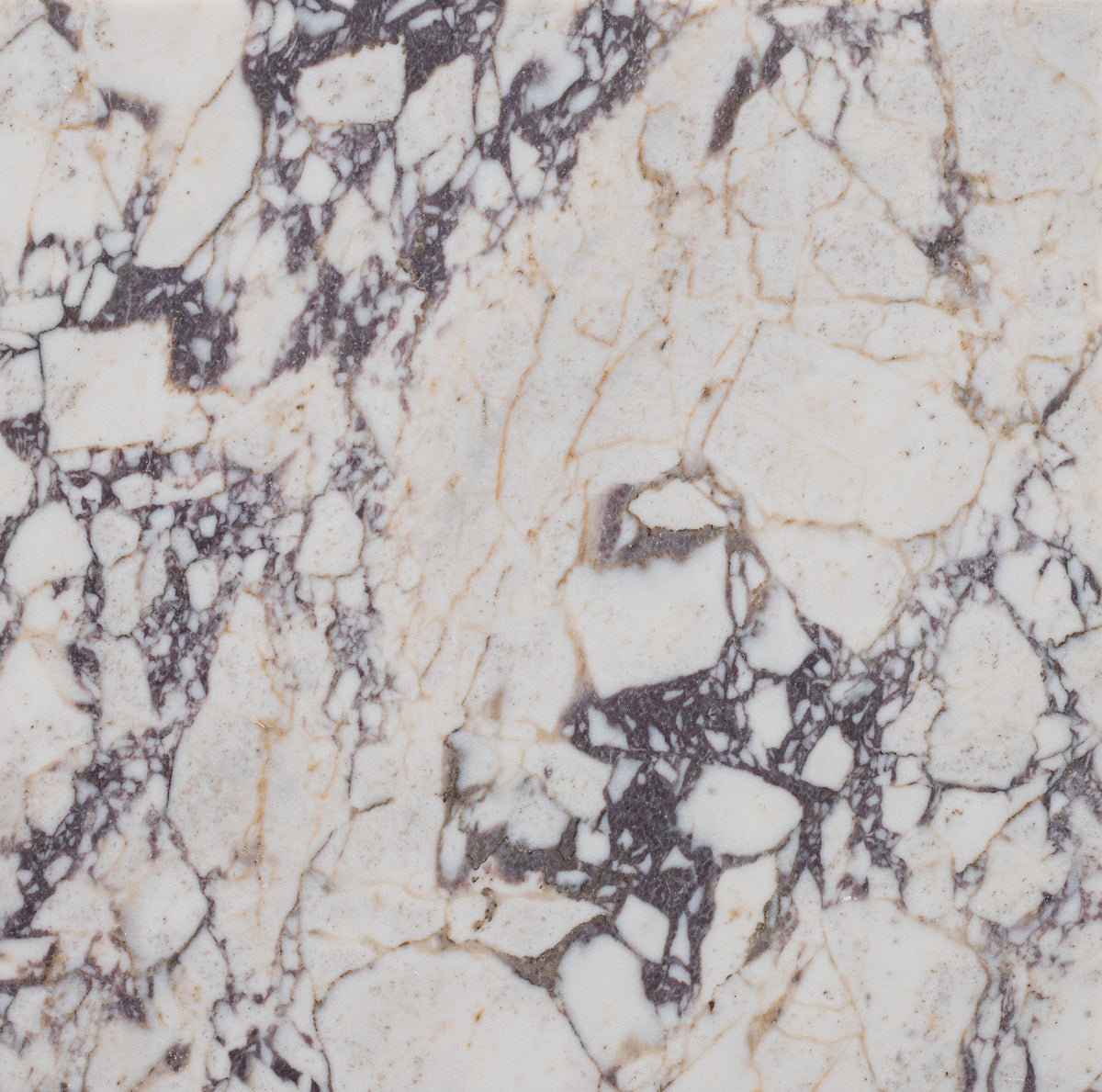 Calacatta Viola Honed 12'' x 12''  x 3/8'' Field Tile