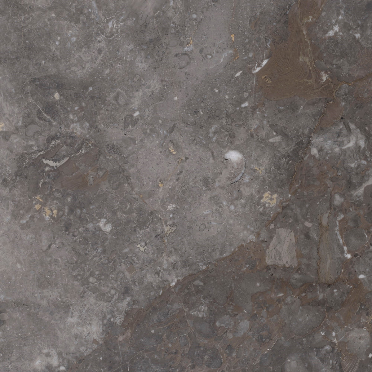 Caribbean Grey Honed 12'' x 12''  x 3/8'' Field Tile