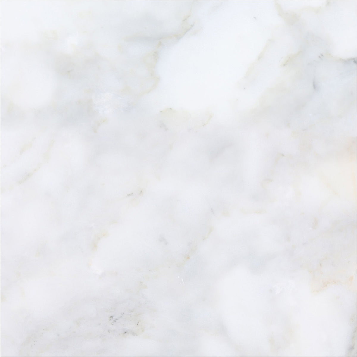 Calacatta Vida Honed 18'' x 18''  x 1/2'' Field Tile